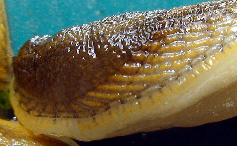 Un Arion tutto d''oro (Arion cf subfuscus)